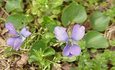 Blue Violet