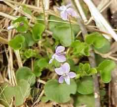 Marsh Violet