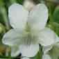 White violet