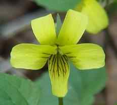 Yellow Violet