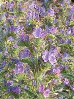 Viper's Bugloss