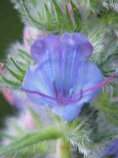 Viper's Bugloss