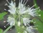 Virginia Waterleaf