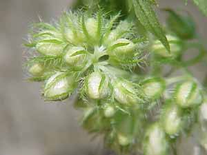 Flower bud cluster