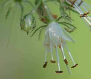 Note extended stamens and stigma