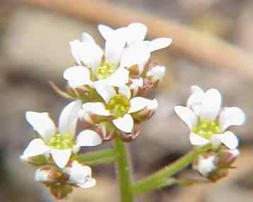 early saxifrage
