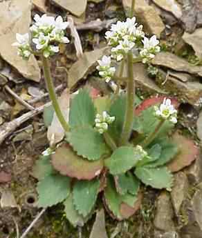 Early Saxifrage