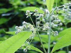 White Milkweed