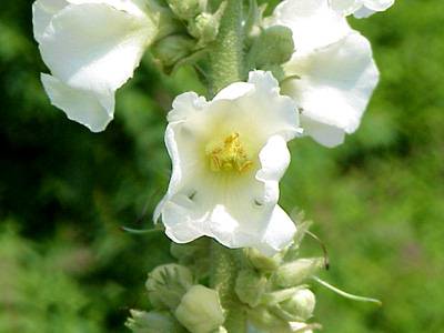 WhiteMullein