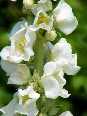 White Mullein