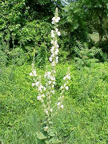 White Mullein