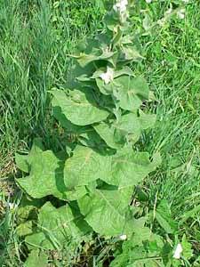 White Mullein