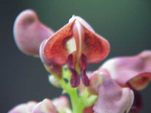 Wild Bean Vine