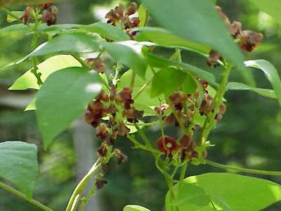 Wild Bean Vine