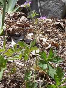 Wild Geranium