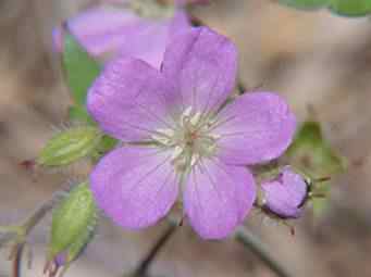 Wild Geranium