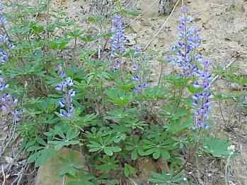 Wild Lupine