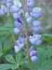 Wild Lupine