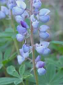 Wild Lupine