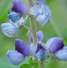 Wild Lupine