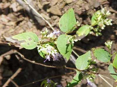 Wild  Marjoram