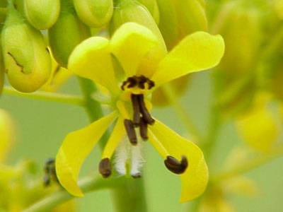 Wild Senna (Cassia hebecarpa)