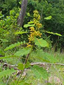 Wild Senna (Cassia hebecarpa)