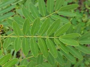 Wild Senna Leaves