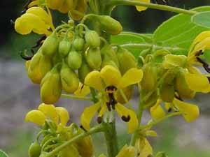 Wild Senna (Cassia hebecarpa)