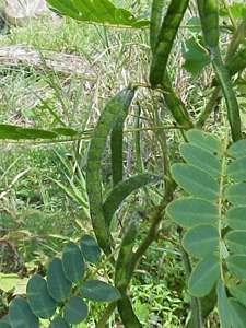 Wild Senna pods