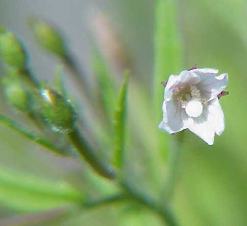 Willow Herb Flower