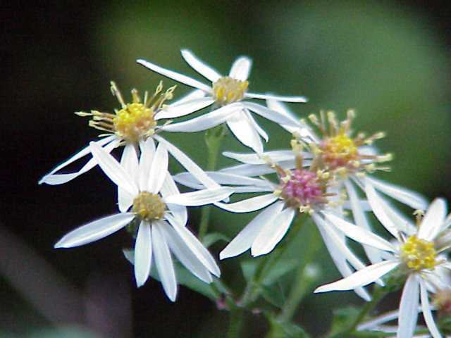 Wood Aster
