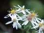 Wood Aster