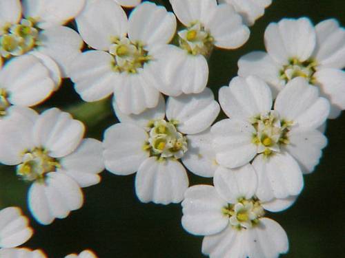 Yarrow