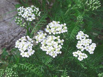 Yarrow