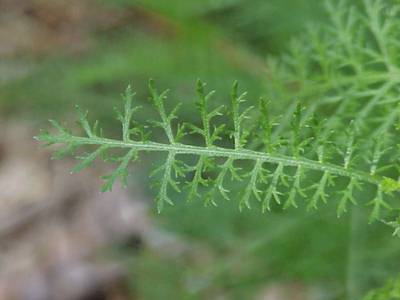 Leaf of the Yarrow Plant