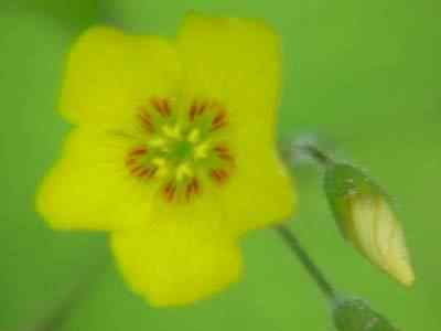 Large Yellow Wood Sorrel