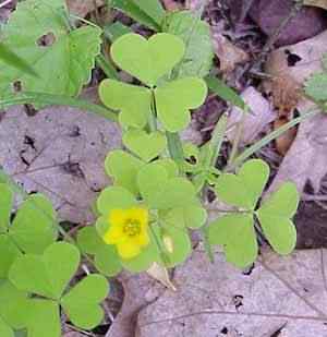 large Yellow Wood Sorrel