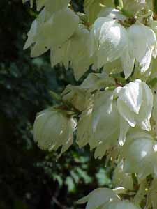 Yucca